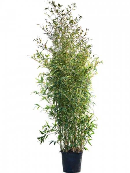 Phyllostachys aurea Busch