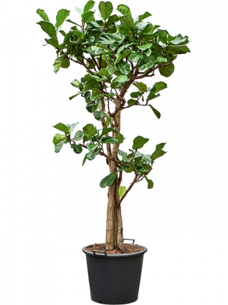 Ficus lyrata - Geigenfeige multistamm 260 cm
