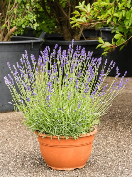 Lavandula angustifolia - Lavendel Busch