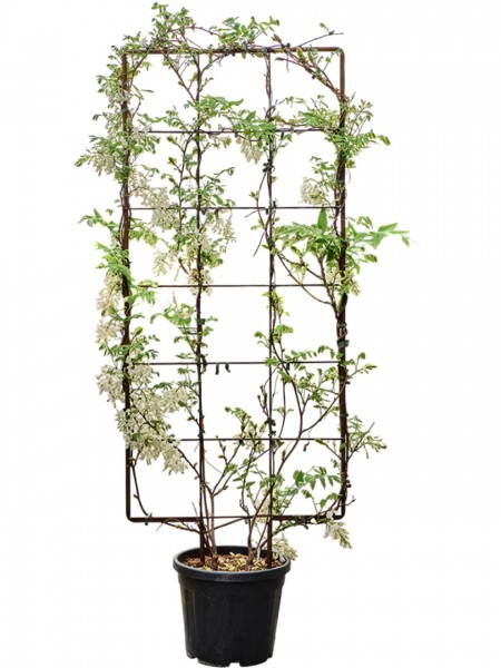 Wisteria sinensis - Glyzinie weis