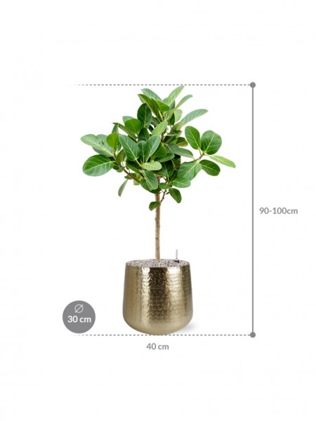 Ficus benghalensis Audrey 95 cm im Karakter Metall Pflanzkübel