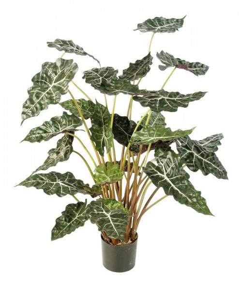 Alocasia 110 cm - Kunspflanze