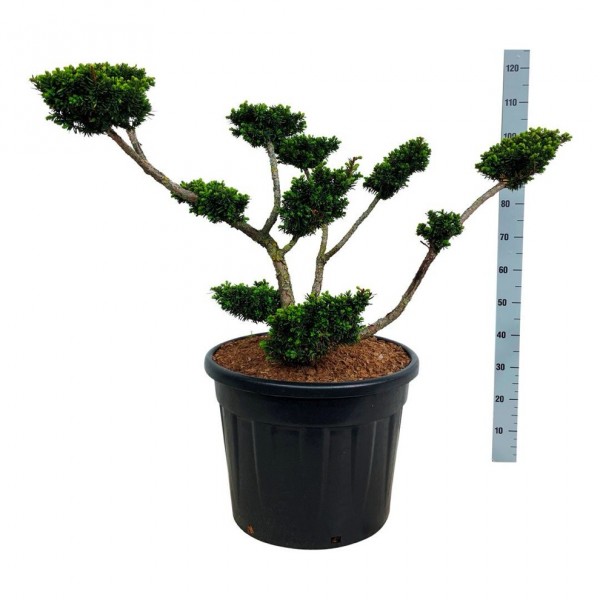 Taxus cuspidata nana bonsai