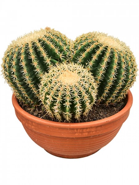 Echinocactus brevispina Cluster 35 cm