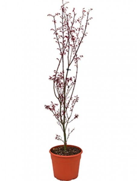 Acer palmatum skeeters broom