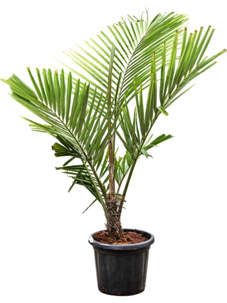 Arenga engleri - Zuckerpalme