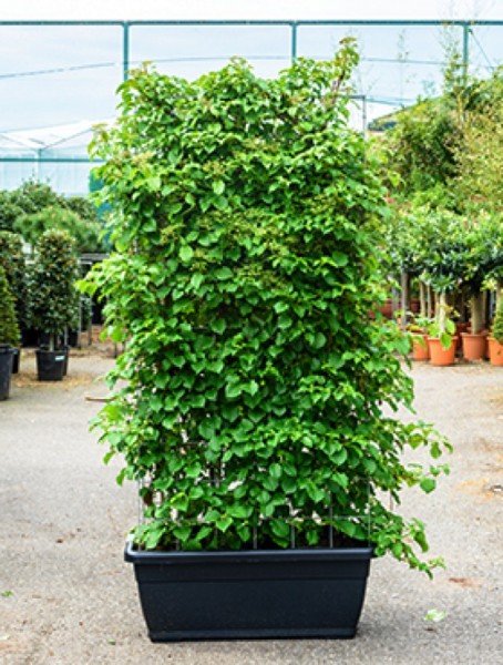 Hydrangea anomale petiolaris - Terrassen spalier