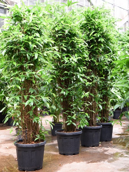 Dracaena surculosa 185 cm - Drachenbaum Busch