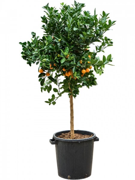 Citrus calamondin - Zwergorangenbaum