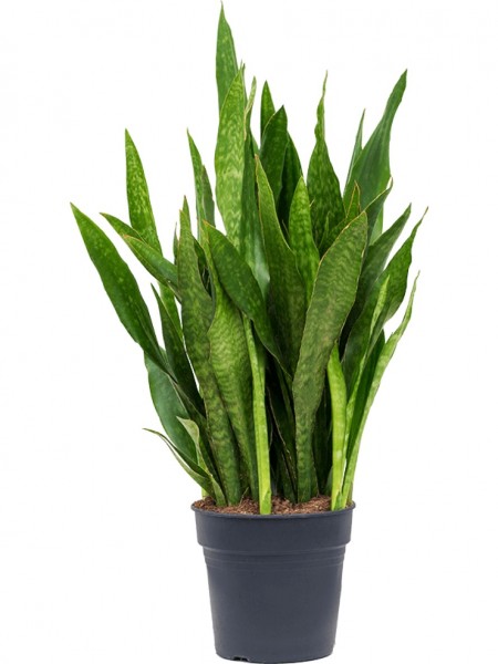 Sansevieria jade