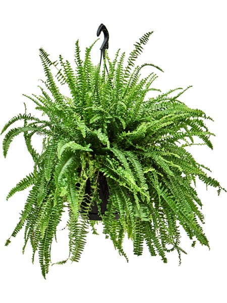 Nephrolepis Green Lady Hängepflanze