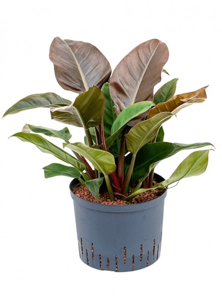 Philodendron imperial red