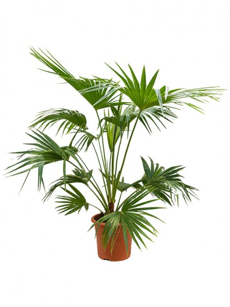 Livistonia rotundifolia