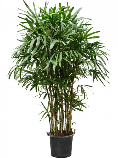 Rhapis excelsa 210 cm - Steckenpalme Busch