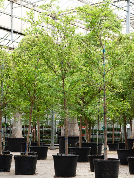 Bucida buceras shady lady 375 - 450 cm