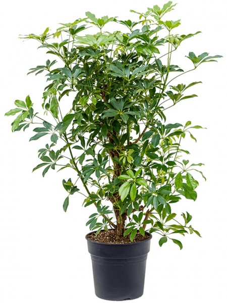 Schefflera arboricola verzweigt
