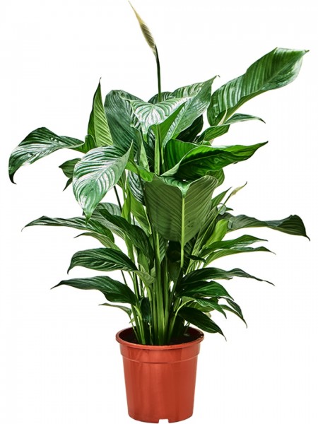 Spathiphyllum Sweet Lauretta - Friedenslilie