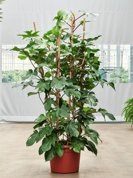 Philodendron squamiferum - Pyramide