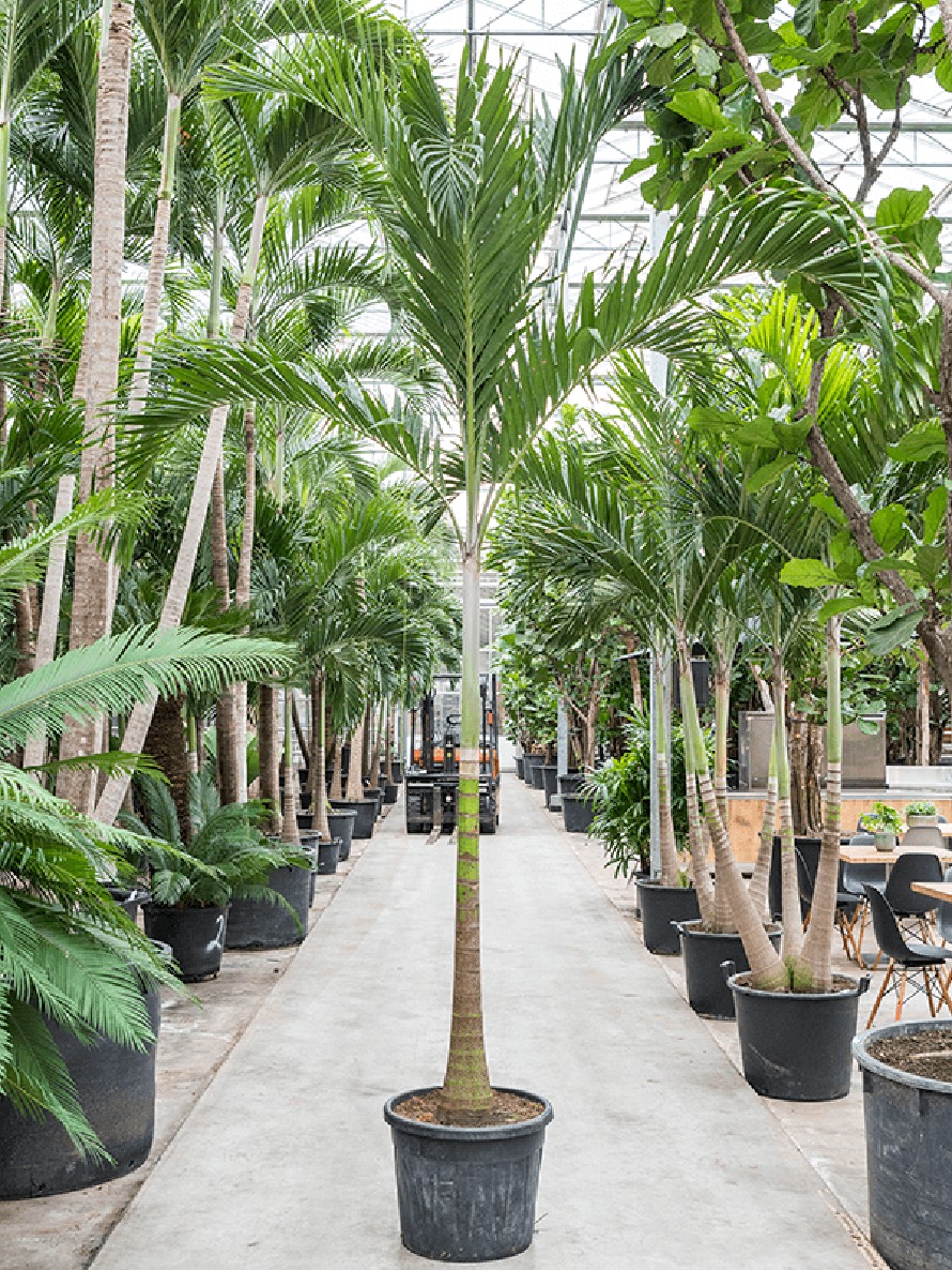 Veitchia merrillii - Weihnachtspalme | Terrapalme Heim- und Gartenshop