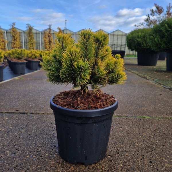 Pinus mugo - Cartens Wintergold