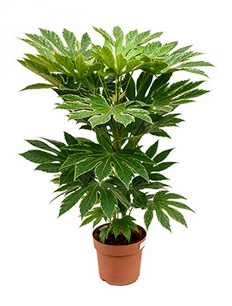 Fatsia spider web - Zimmeraralie