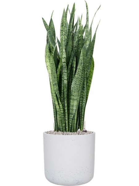 Sansevieria zeylanica 100 cm im Rough Pflanzkübel