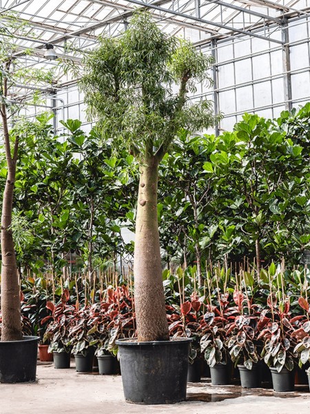 Brachychiton acerifolius - Australischer Flammenbaum