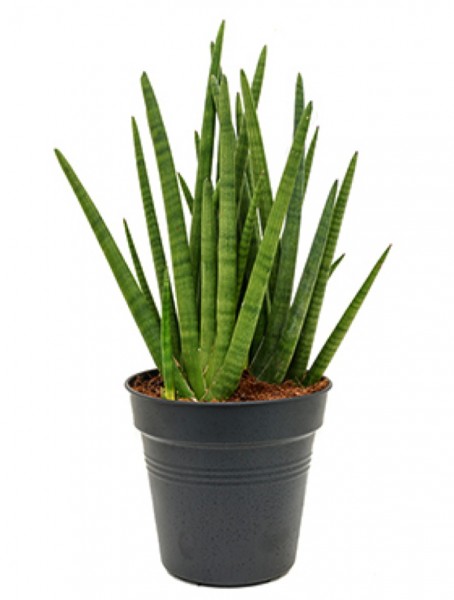 Sansevieria enjoy skyline