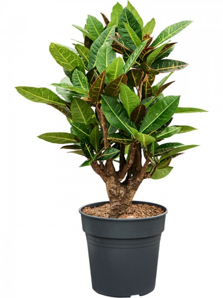 Croton petra verzweigt - Wunderstrauch