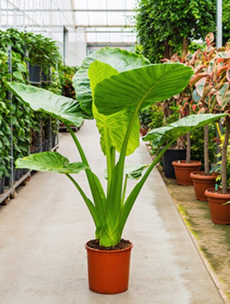 Alocasia portadora