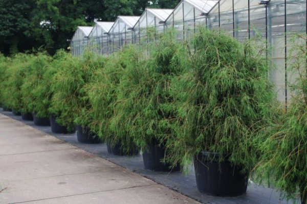 Thuja occidentalis Filiformis