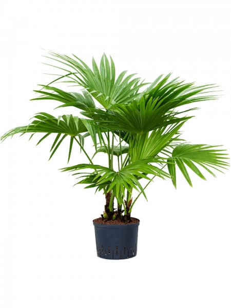 Livistona chinensis - Multistamm
