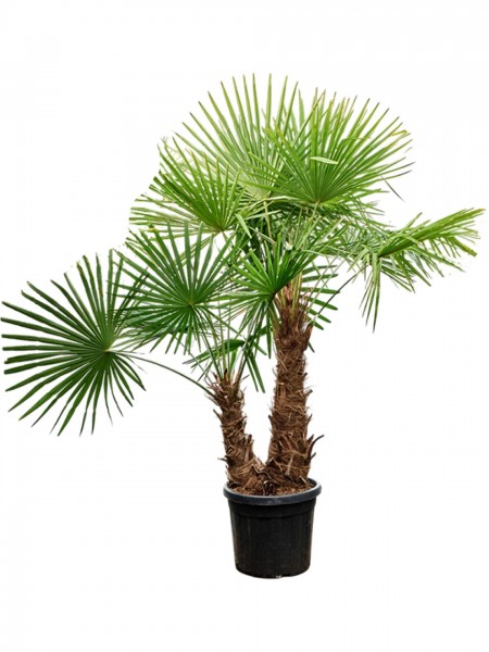 Trachycarpus fortunei - Strahlenalme 2er Stamm