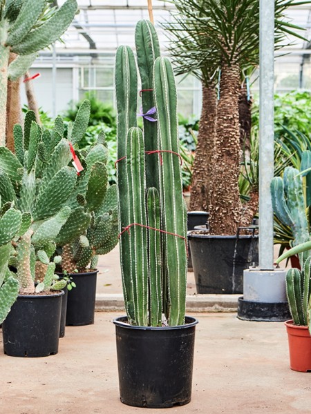 Marginatocereus marginatus