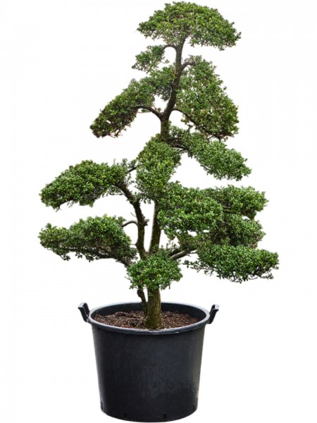 Ilex crenata bonsai kinme