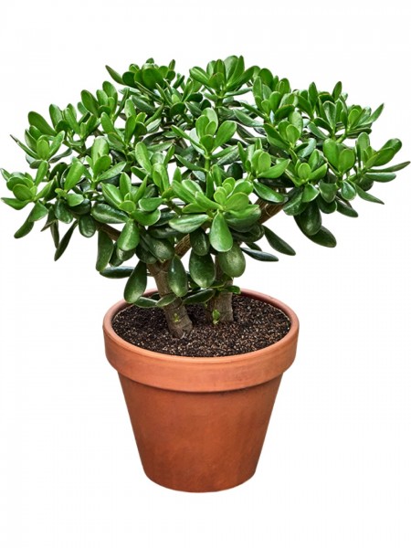 Crassula ovata 50 cm - Geldbaum