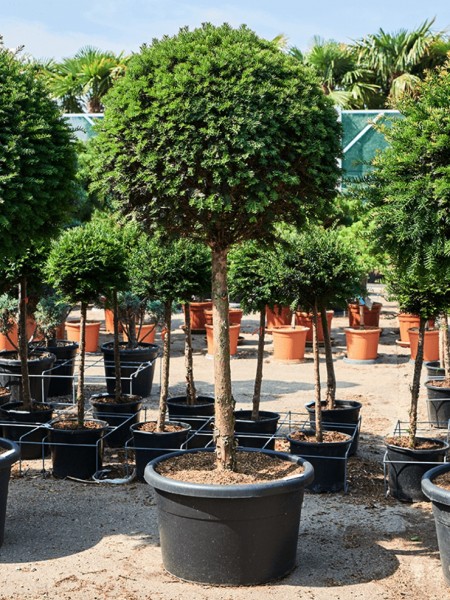 Taxus baccata - Eibenbaum