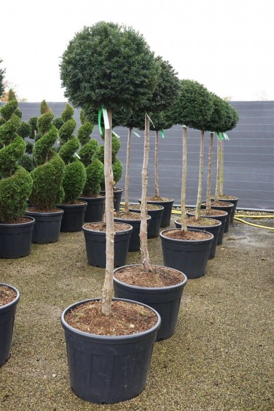 Taxus baccata - Hochstamm 160 cm