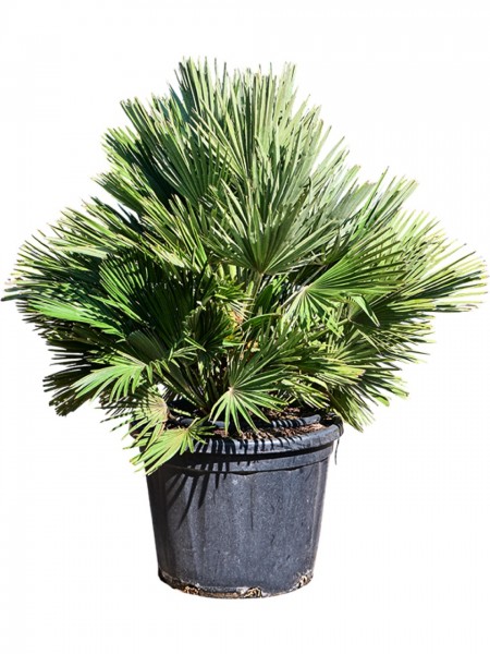 Chamaerops humilis vulcano Busch