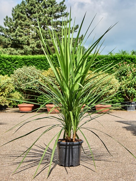 Cordyline australis multistamm