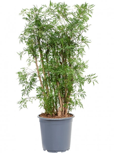 Aralia ming - Fiederaralie