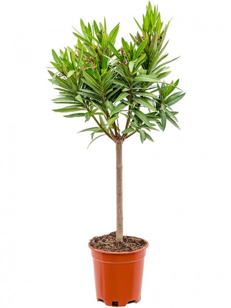Nerium oleander - rosa Blüten