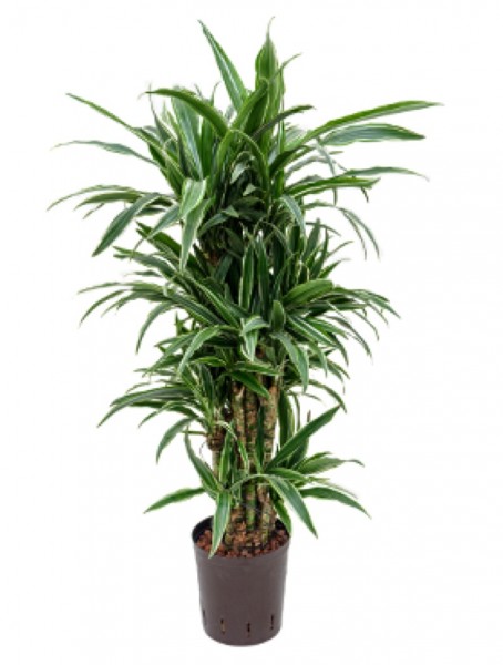 Dracaena deremensis | Drachenbaum verzweigt