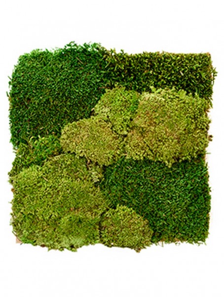 Mumifiziertes Kugel- und Plattenmoos für die Moosart Bilderrahmen