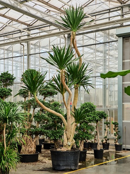 Dracaena draco verzweig - Drachenblutbaum 500 cm
