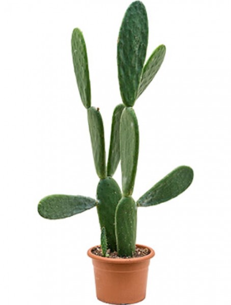 Opuntia robusta - Feigenkaktus verzweigt