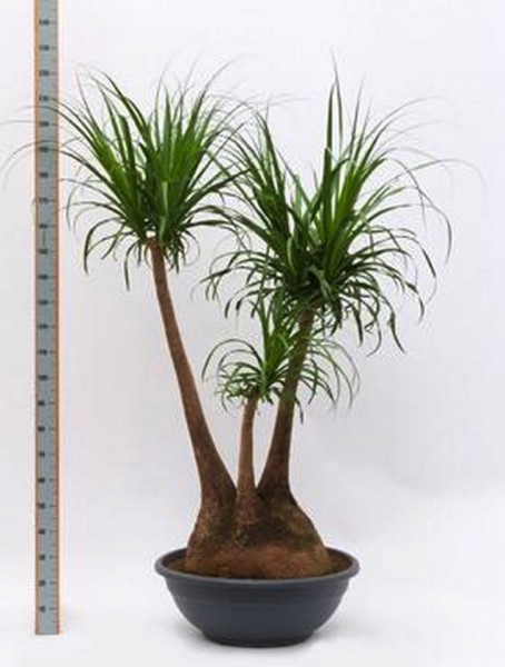 Beaucarnea recurvata 200 cm - Elefantenfuß verzweigt