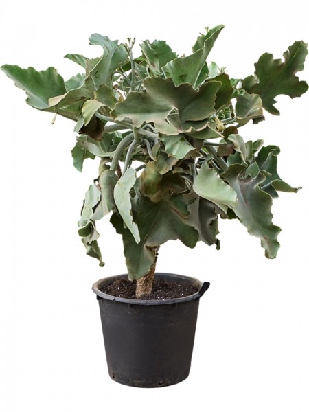 Kalanchoe beharensis verzweigt