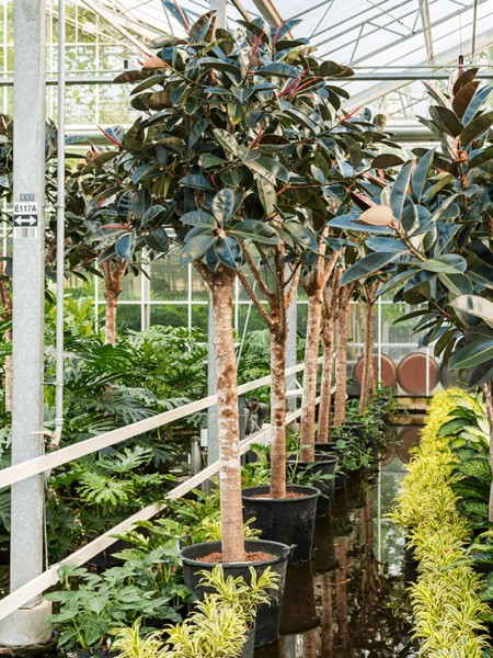 Ficus elastica bourgondi