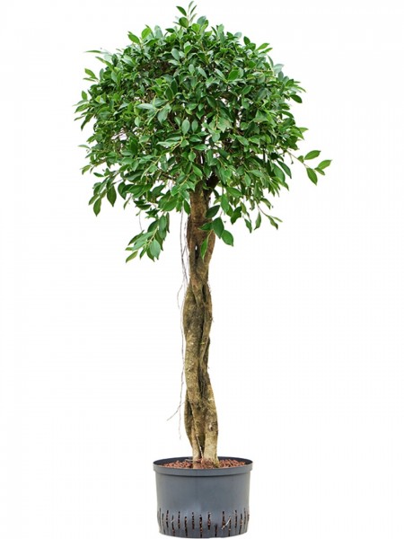 Ficus nitida - Lorbeerfeige Stamm geflochten